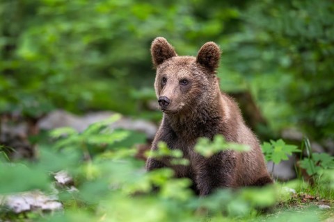European brown bear