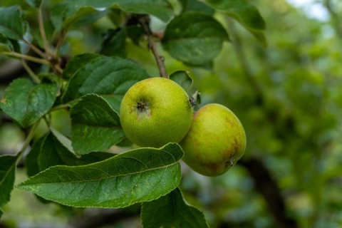 Green apples on the tree