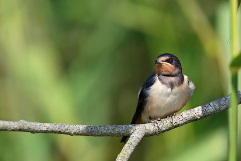 Barn swallow