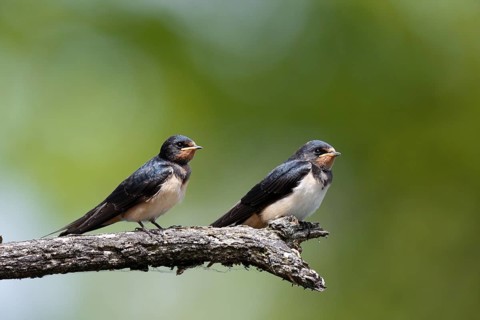 Barn swallow