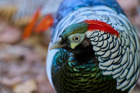 Lady Amherst's Pheasant