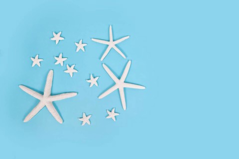 Different sized starfish on blue background