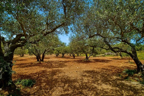 Landscape of old olive trees