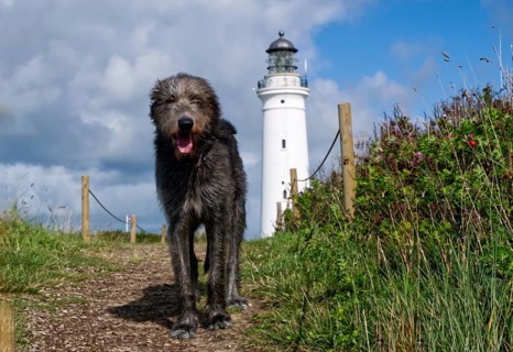 Irish wolfhound