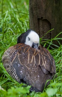 Sleeping white-faced whistling duck