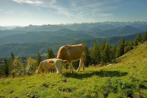 Cows on the Brauneck