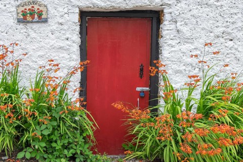 Red Front Door and Montbretia