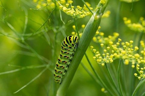 Swallowtail