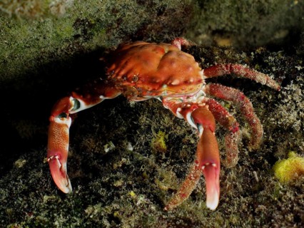Red Mithraculus crab