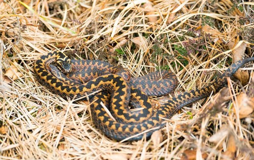 Two wild adder