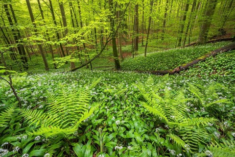 Blooming ramson