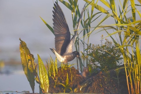 Black Tern
