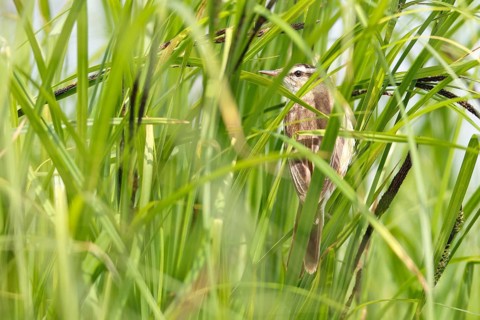 Sedge warbler