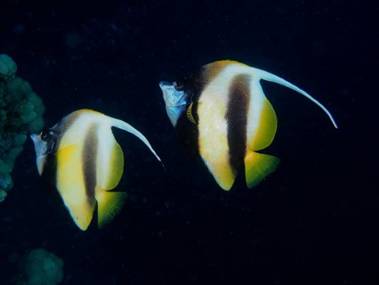 Pair of red sea bannerfish