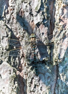 Common hawker