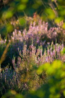 Flowering broom heather or common heather