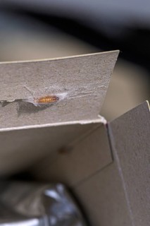 Food moths stick to the inside of the food packaging in a moth cocoon