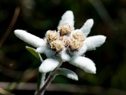 Alpine edelweiss