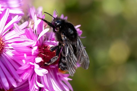 Violet carpenter bee