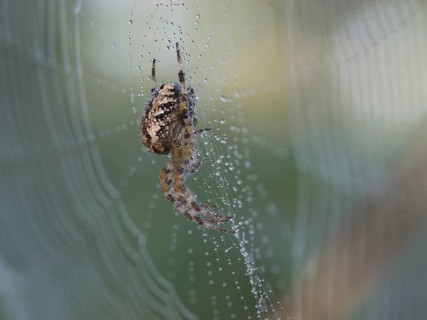 European garden spider