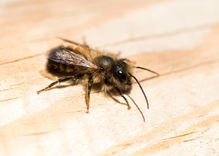 Red mason bee
