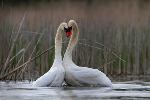 Mute Swan