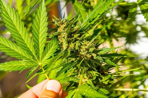 Beautiful marijuana buds surrounded by leaves. The medicinal cannabis plant seen up close