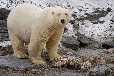 Scavenging polar bear