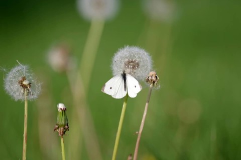 Small white