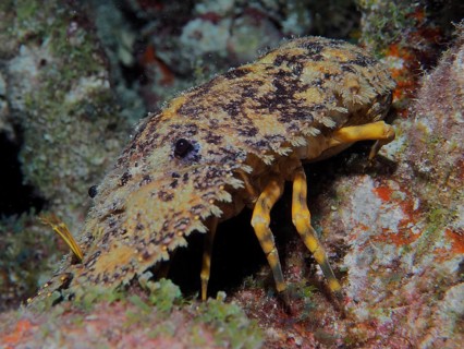 American bear crab