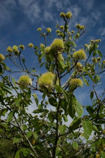 Sweet chestnut