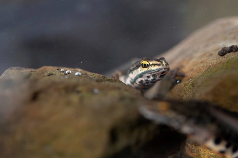 Common newt