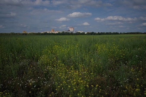 View across a pastureland to residential buildings on the outskirts of the town