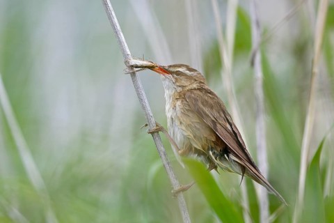 Reed Warbler