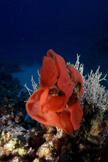 Spawn of Spanish dancer