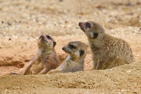 Meerkats