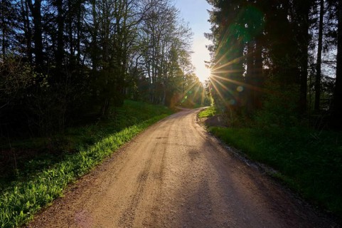 Forest path