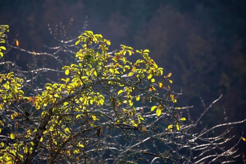 Morning atmosphere in Oppenau