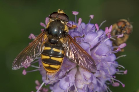 Common wasp fly