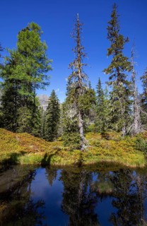 Moor pond on the nature adventure trail through the Rauris primeval forest