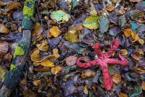 Octopus stinkhorn