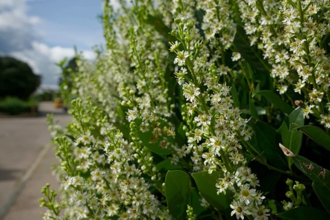 Laurel cherry