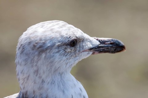 European herring gull