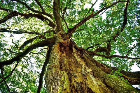 Old oak tree