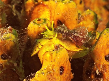 Two specimens of golden sponge snail