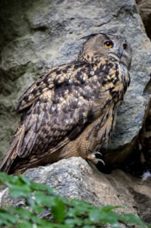 Eurasian eagle-owl