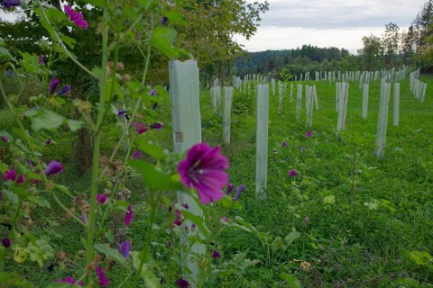 Tree Protection Cover