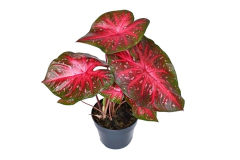 Exotic Caladium Red Flash houseplant with bright red leaves in pot on white background