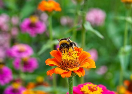 Bumblebee