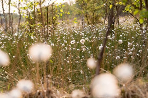Hare's-tail cottongrass